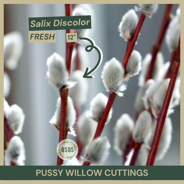 Salix discolor | Pussy Willow Cuttings |  12"  Fresh Cuttings | Native Shrub