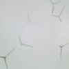 Grantia Isolated Spicules, W.M. Microscope Slide
