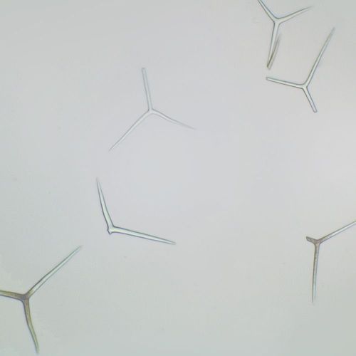 Grantia Isolated Spicules, W.M. Microscope Slide