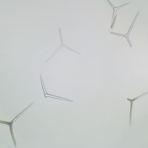 Grantia Isolated Spicules, W.M. Microscope Slide