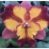 Potinara Burana Fire 'Momilani’ Fragrant