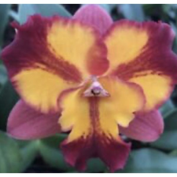 Potinara Burana Fire 'Momilani’ Fragrant