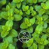 Organic Essential Oil Spearmint 0.2 oz (5.3 ml)