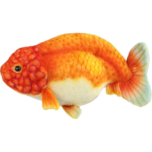 BH8515 HANSA Ranchu 23
