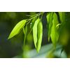 Pure Herbs: Eucalyptus - 1 oz.