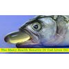 Cod liver oil supplement - NORWEGIAN COD LIVER OIL - Brain booster - 1 Bottle