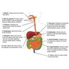 Aloe Vera Extract, Support Healthy Immune System, Gastrointestinal Function