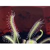 Sundew Leaf Cuttings ( Mixed Species And Hybrids )