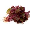 500 Red Spinach Seeds for Planting Chinese Amaranth Spinach