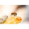 LEEWAY WOODWORK Pure Bees Wax Blocks Beeswax - 4 x approx 1 oz blocks - (RECTANGLE BEESWAX)