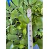 (4) Water Hyacinth Koi Pond Floating Plants Rid Algae LARGE Jumbo 5-7”