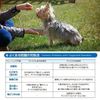 Fantasy World TDX-5SS Dog Training Disc