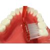 Everyday Toothpaste Smart Bend 25 Angles (Normal), 1 x *Color cannot be selected