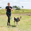 Waist Belt with Lead for Small and Medium-Sized Dogs