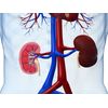 Antiaging pills - KIDNEY CLEANSE COMPLEX - cinnamon - 2 Bottles