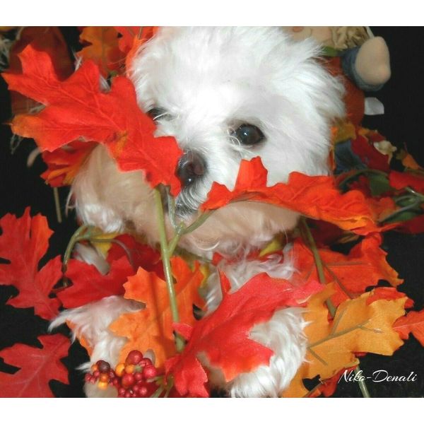 Maltese Puppy Pet Dog Autumn Fall Canvas Art Print Gallery Home Decor