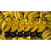 Dondor Plastic Gold Trophy Awards - Bulk Trophy Awards! (TOP Banana)