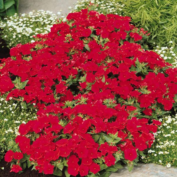 Outsidepride 1/8 lb. Annual Scarlet Phlox Wild Flower Seeds for Planting