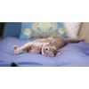 cat stomach relief - CAT PROBIOTICS - cat digestive care 2B