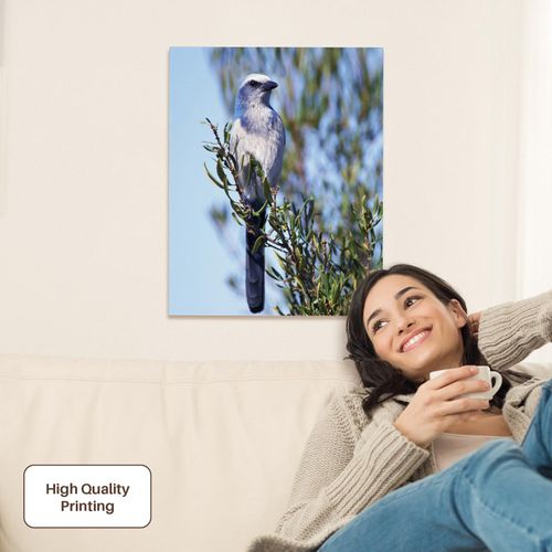 3dRose, Florida. Scrub Jay bird - NA02 AJE0250 - Adam Jones, Museum Grade Canvas Wrap 16x20