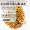 Natural Sea Sponge for Bath and Shower for Adults Children and Baby - Jordan Benedict (L)
