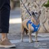 Curli Basic Harness Air-Mesh Skyblue XL