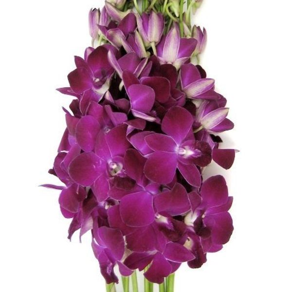 Fresh Cut Flowers - Dendrobium Orchids Miss Singapore