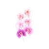 FMM - Moth Orchid Flower Set - Sugarcraft Icing Cutter for Cake Decorating