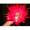 EPIPHYLLUM ORCHID CACTUS     +++ MASADA+++
