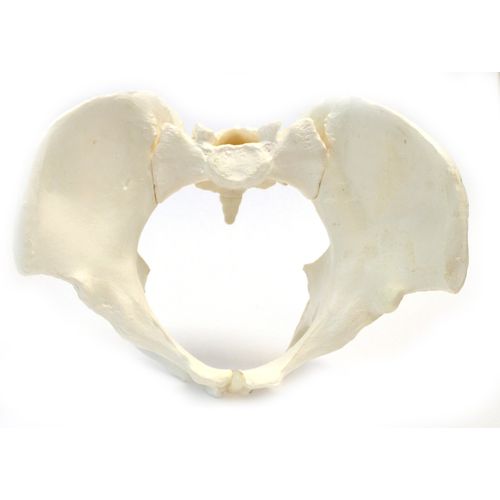 Female Pelvic Skeleton Anatomical Model, Medical Quality, Life Sized (10" x 10" x 6" Approx.)