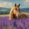 Pro-Equine natural Lavender shampoo for horses 250ml