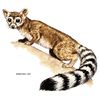 CafePress Ringtail Wild Cat Oval Car Bumper Sticker