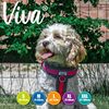 Ancol Viva Padded Harness Pink M 41-53cm