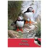 Puffin Birthday Card