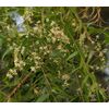 Azadirachta indica NEEM TREE Seeds!