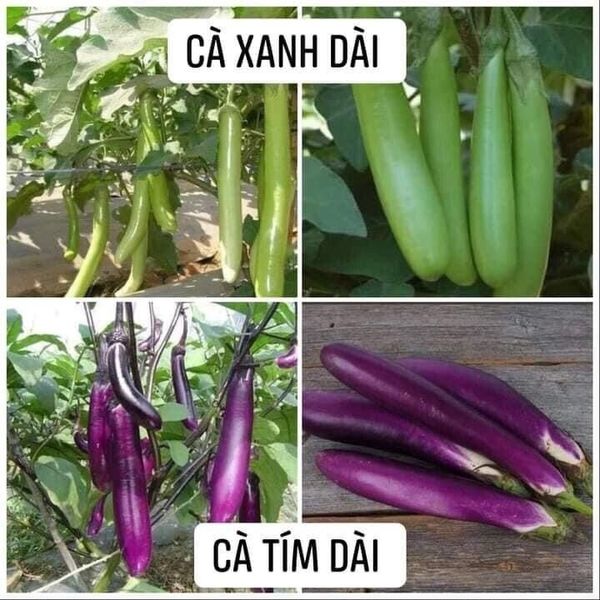 200 Pcs mix green and purple Eggplant Seeds Cà Dài 60 Days Thailand Productive