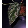 Skin Dapsus, tricolor mutasi
