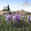 RAM Fresh Spanish Saffron Threads 3g - Grade A+ for Authentic Paella & Risotto