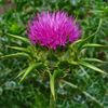 Dandelion root tea - LIVER SUPPORT TEA - liver tea herbs 1 Pack 14 Days