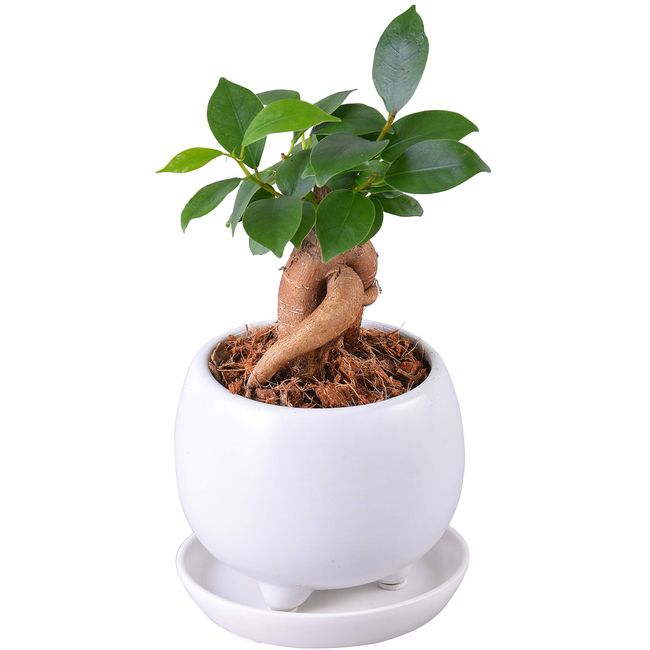 Hana-no-Gift Sha Ficus Microcarpa Ceramic Potted Plant, Decorative Plant, Said to Bring Happiness, Pot Plate