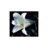 Flower Essence Services Easter Lily Dropper Herbal Supplements, 0.25 Ounce