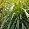 Lemongrass 50ml Incent Essential Oil Essential Oil