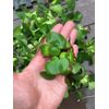 (15) Water Hyacinth Koi Pond Floating Plants Rid Algae Medium - Small 2”-4”