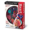 Learning Resources Human Heart Model, Working Heart Model, Anatomy for Kids, Human Body Heart Model, Educational Model, Ages 8+