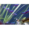 Seachem Stability Fish Tank Stabilizer for Freshwater and Marine  ---