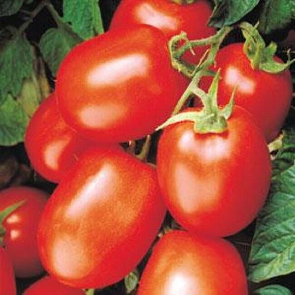 Tomato Seeds 25 Tomato Health Kick F1 Roma Tomato