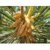 Pristine Pure Pine Pollen Extract- 100 Grams 99% Broken Cell Wall- Guaranteed