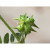 Tribulus Terrestris Capsules | Organic | Thybulus Terestris | 600mg