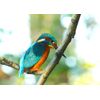 Kingfisher Blank Greeting Card - Landscape