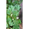 Common Mallow (Malva Neglecta) Seeds